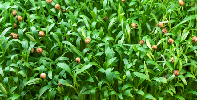 如何种植香菜？