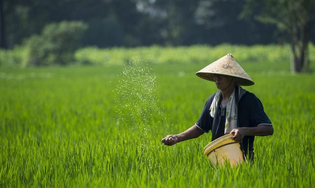 芒果种子怎样育苗？教你正确育苗方法