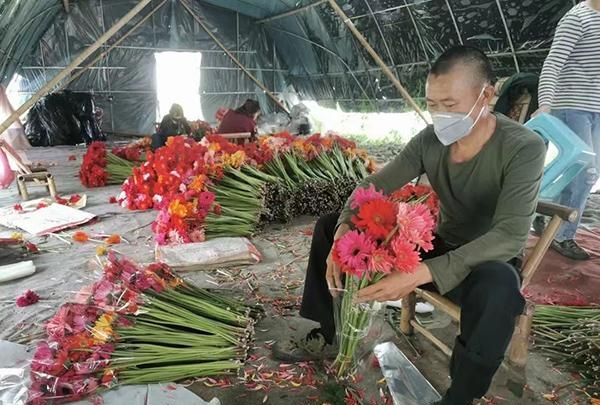 寓意不怕艰难的“扶郎花”等滞销，上海廊下镇已制定团购方案