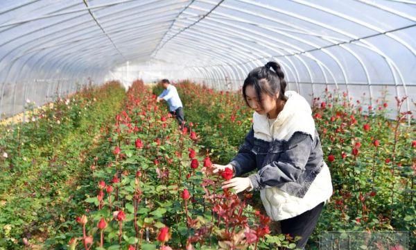 走，周末赏花去！湘潭这个地方鲜花盛开