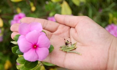 6种草花不值钱，一开就爆“大花球”，一开300天，太漂亮了