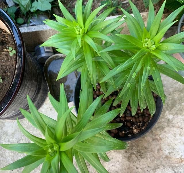 盆栽百合花的种植技巧，掌握3点，花苞更多，花大味香