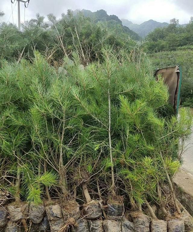 白皮松种植前景如何？白皮松未来5年的前景预测