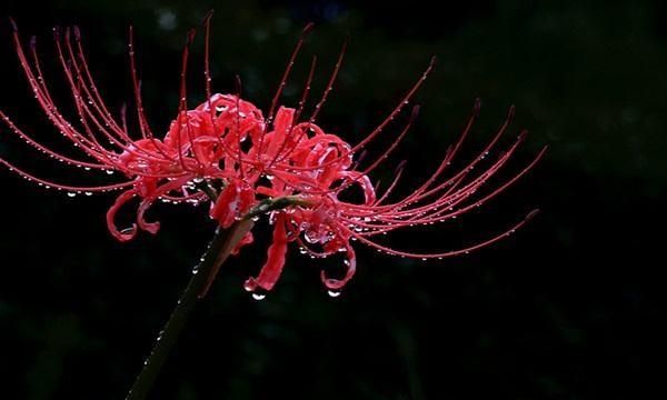 彼岸花的花语，彼岸花到底有几种颜色