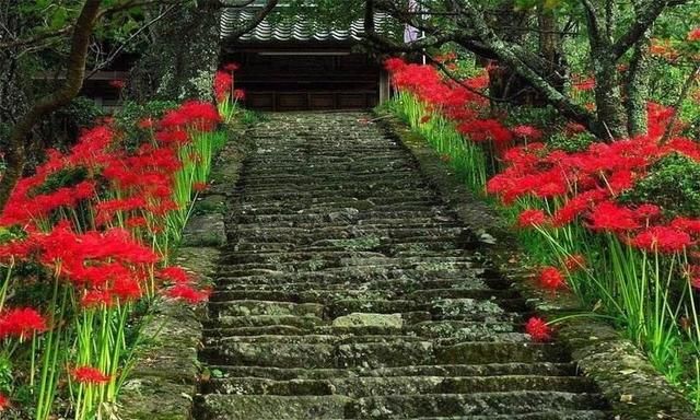 彼岸花的花语，彼岸花到底有几种颜色