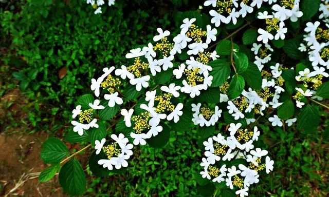 蝴蝶飞舞～蝶花荚蒾