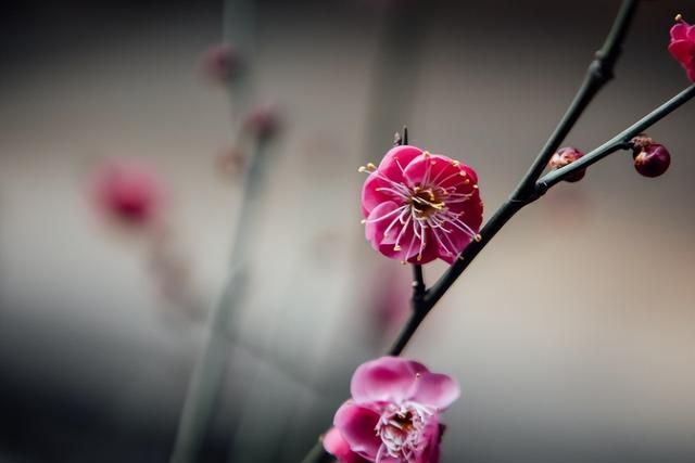 这4种树开花最香，快在门口养几颗，花香四溢