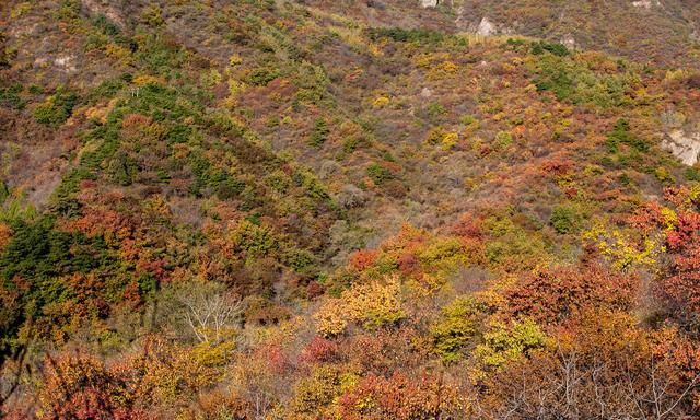 2022年北京红叶大赏集锦，推荐10个最美红叶赏秋地，一眼心动