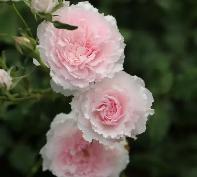 瓶口大的花朵，馥郁的香气，这15种月季帮你实现切花自由！