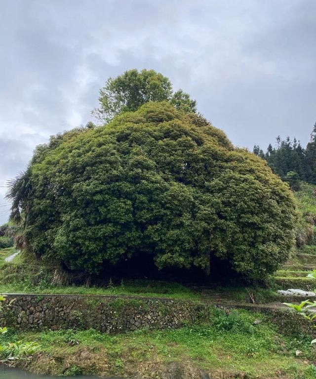 50年的桂花树，都快“成精”了，价格翻了好几倍