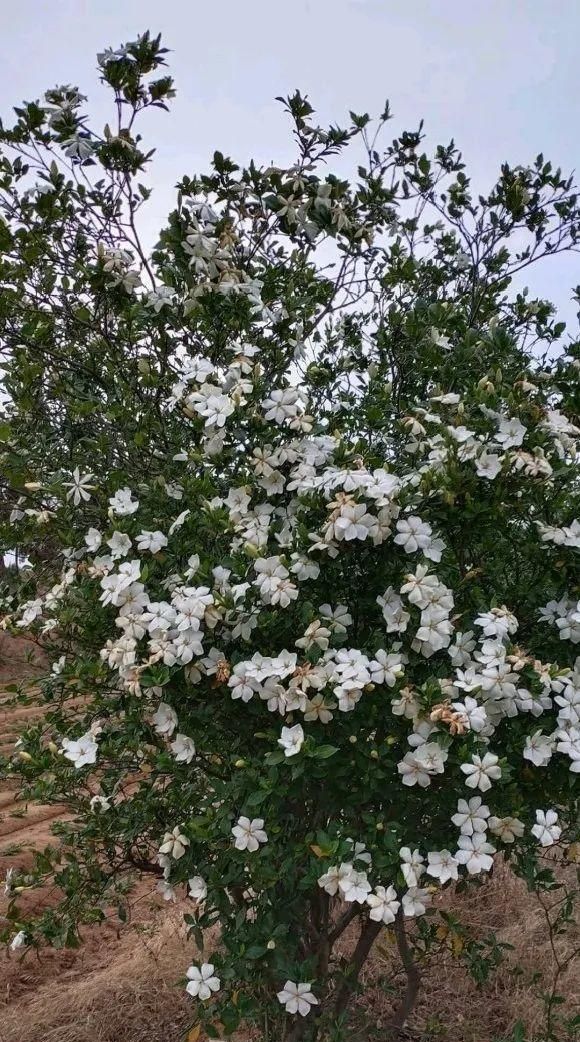 50年的桂花树，都快“成精”了，价格翻了好几倍