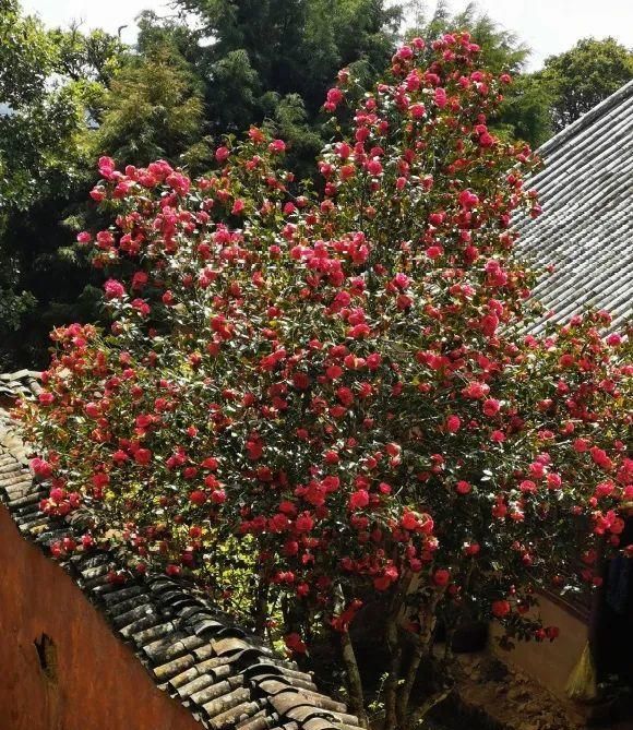 50年的桂花树，都快“成精”了，价格翻了好几倍