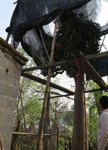 50年的桂花树，都快“成精”了，价格翻了好几倍