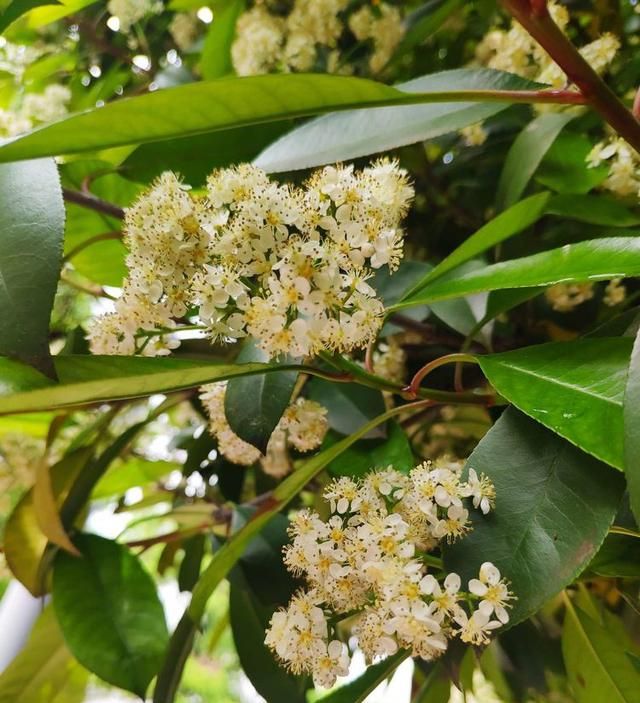 石楠花——花中污王，红绿相映，宜城市绿化，可吸附有害气体