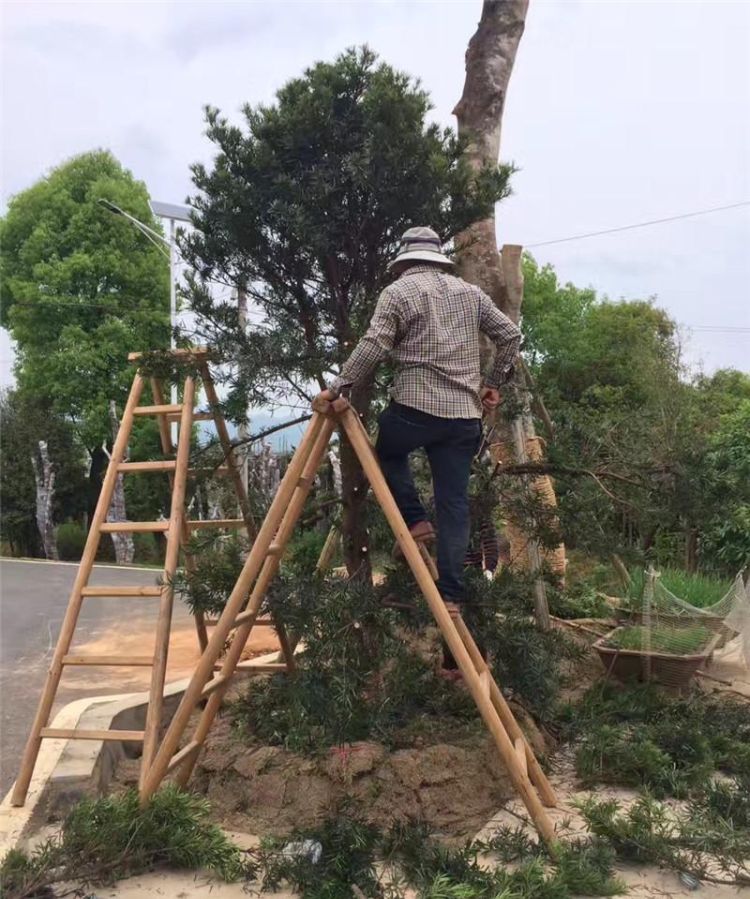 越来越多的人喜欢在门前种一棵罗汉松，种罗汉松代表什么？图2