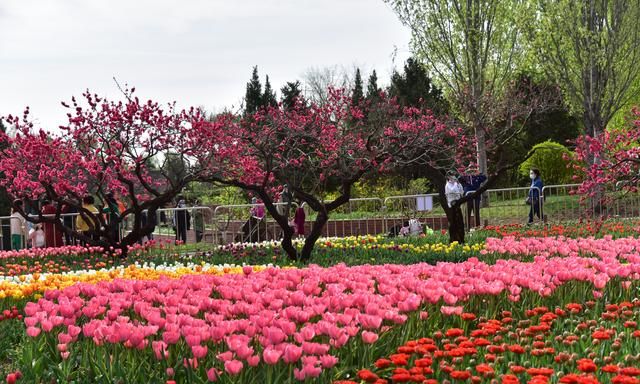 郁金香花开正好，推荐你去京城这些地方赏