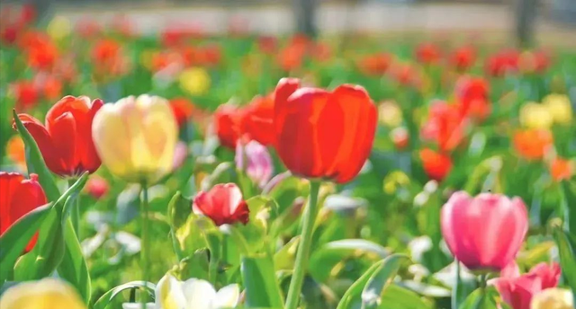 郁金香花开正好，推荐你去京城这些地方赏