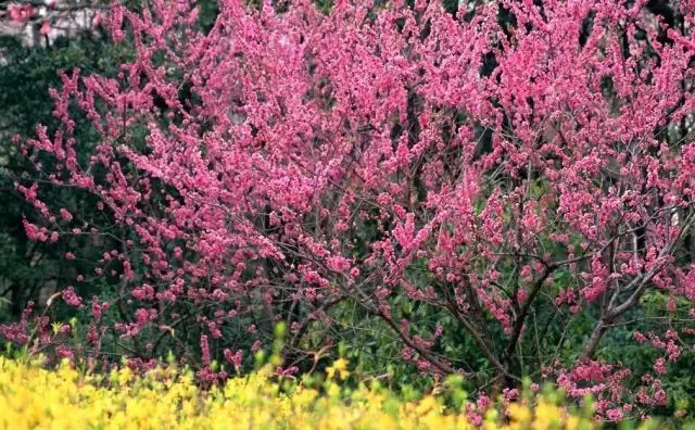 “三生三世十里桃花”桃花图片大全图1