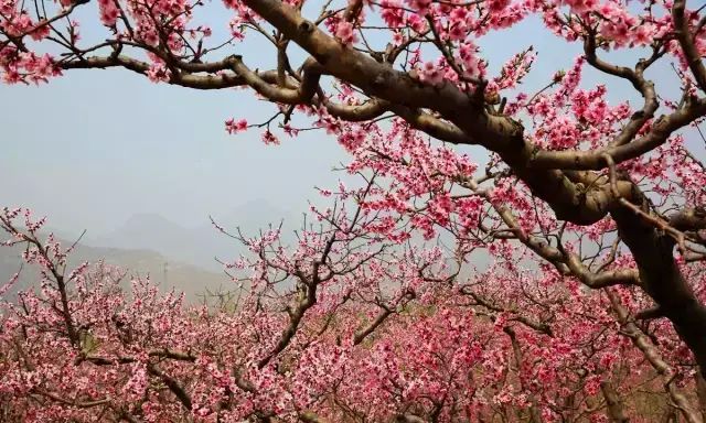 “三生三世十里桃花”桃花图片大全图2