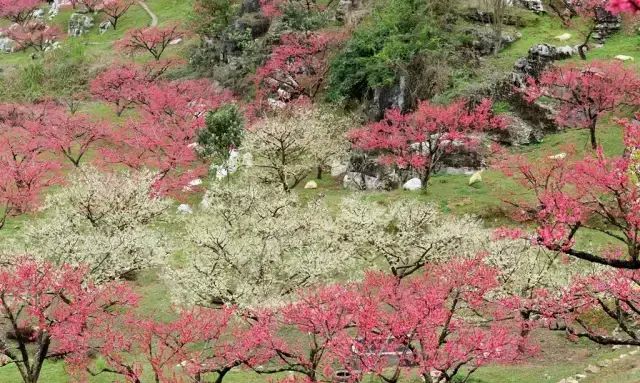 “三生三世十里桃花”桃花图片大全图4