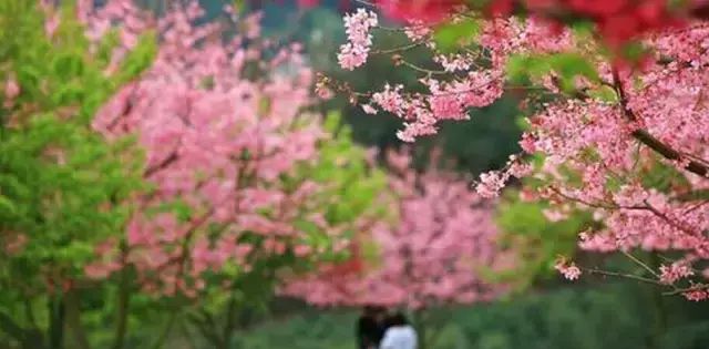 “三生三世十里桃花”桃花图片大全图6