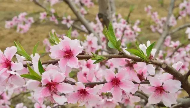 “三生三世十里桃花”桃花图片大全图7