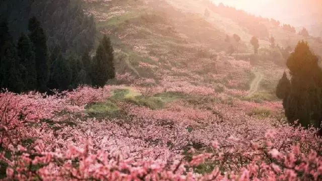 “三生三世十里桃花”桃花图片大全图8