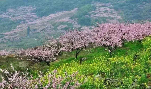 “三生三世十里桃花”桃花图片大全图9