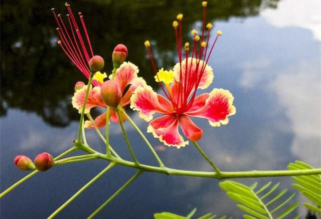 生日花对照表，进来看看你是哪朵花？