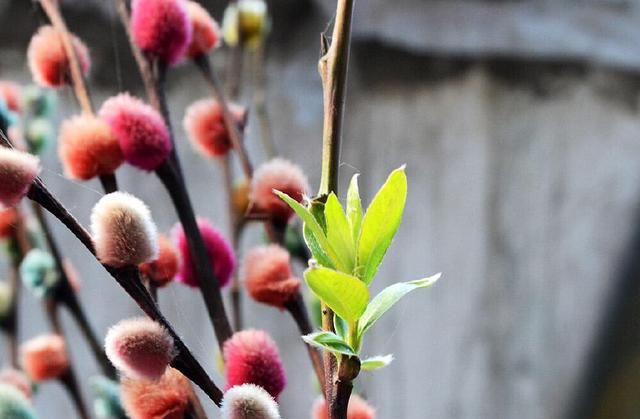 生日花对照表，进来看看你是哪朵花？