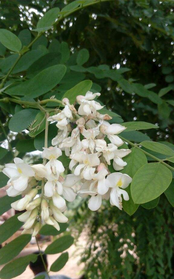 5月槐花白似雪，五一假期摘一把，回家炒鸡蛋