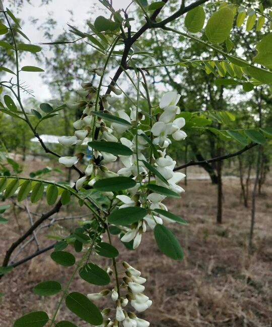 5月槐花白似雪，五一假期摘一把，回家炒鸡蛋