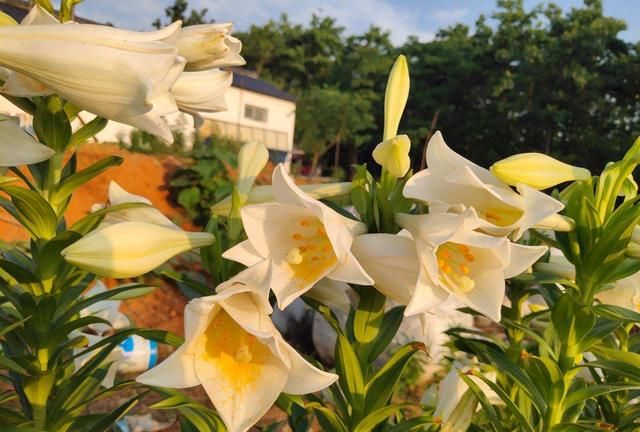 养百合花盆栽，学会“三点技巧”，长得更高更壮花苞更多