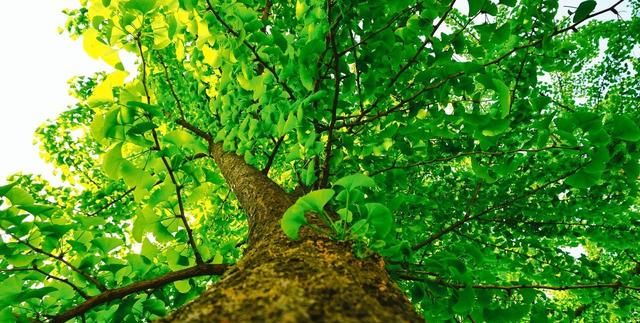 仅存中国的第四纪冰川孑遗植物银杏，种植技术及潜在经济价值分析