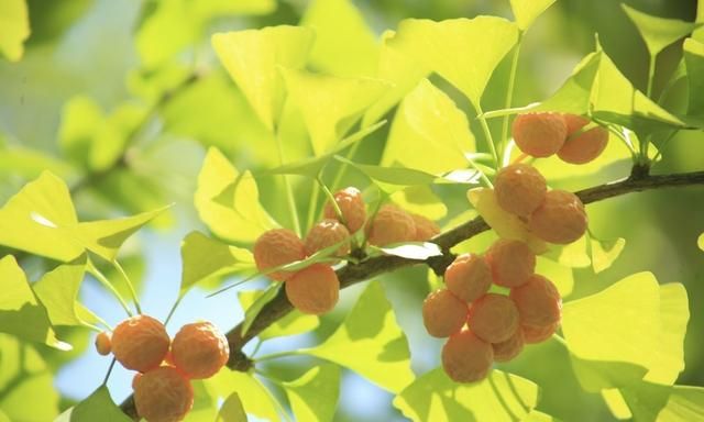 仅存中国的第四纪冰川孑遗植物银杏，种植技术及潜在经济价值分析