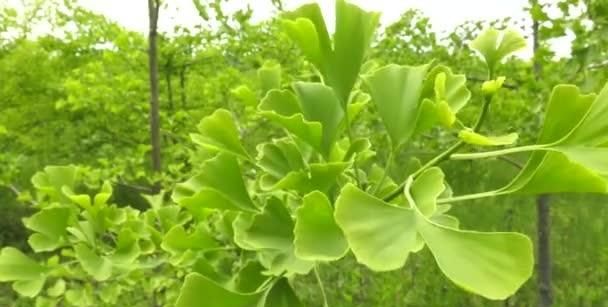 仅存中国的第四纪冰川孑遗植物银杏，种植技术及潜在经济价值分析