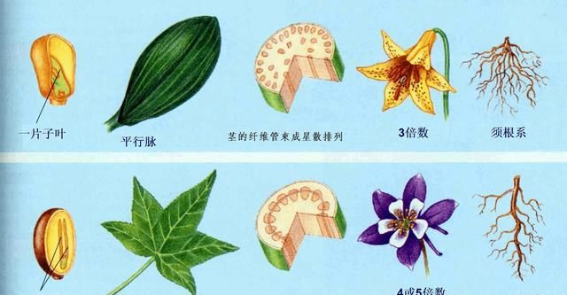 「地球生物全系列——植物篇」被子植物门—双子叶植物纲