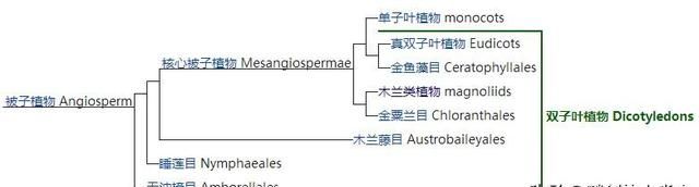 「地球生物全系列——植物篇」被子植物门—双子叶植物纲