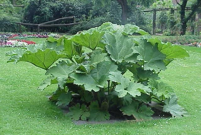 「地球生物全系列——植物篇」被子植物门—双子叶植物纲