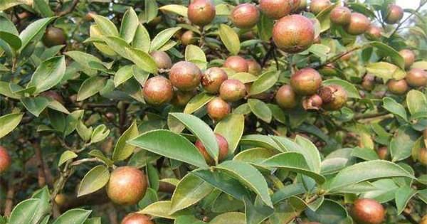 油茶树种植技术及管理须知