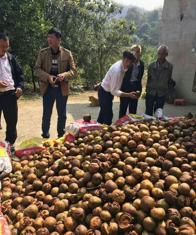 油茶树种植技术及管理须知