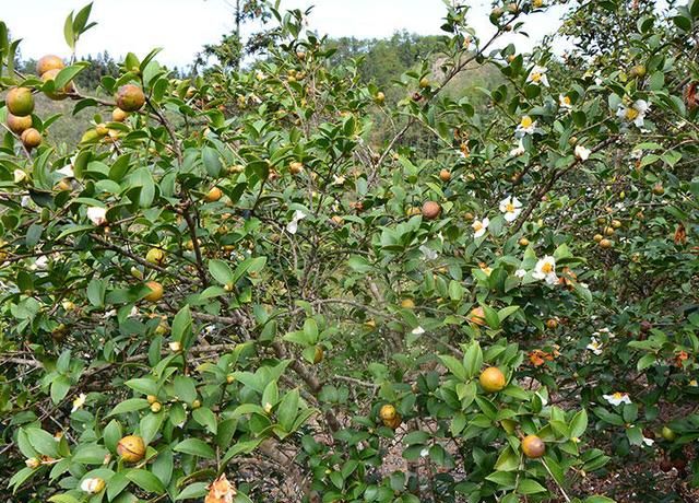 油茶树种植技术及管理须知