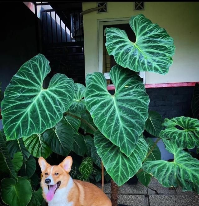 客厅最适合养大型绿植，这6种新型植物，好看好养护，养人养心