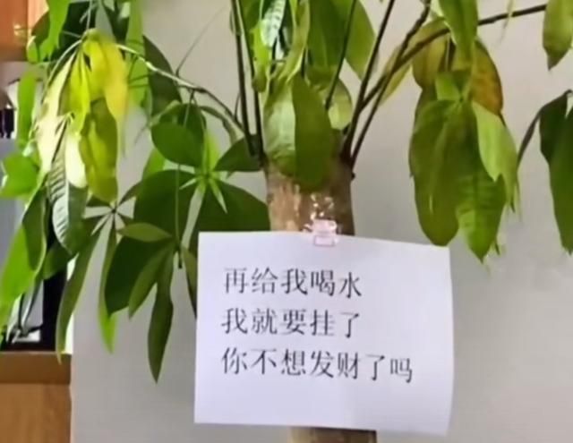 客厅最适合养大型绿植，这6种新型植物，好看好养护，养人养心