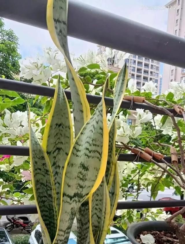 吸甲醛最厉害的10种花，养一盆空气越来越干净