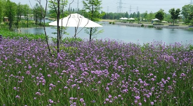 庭院景观设计：适合庭院种植的花灌木（二）