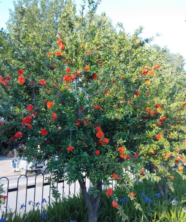 16种适合庭院种植的小乔木，赏花闻香两不误