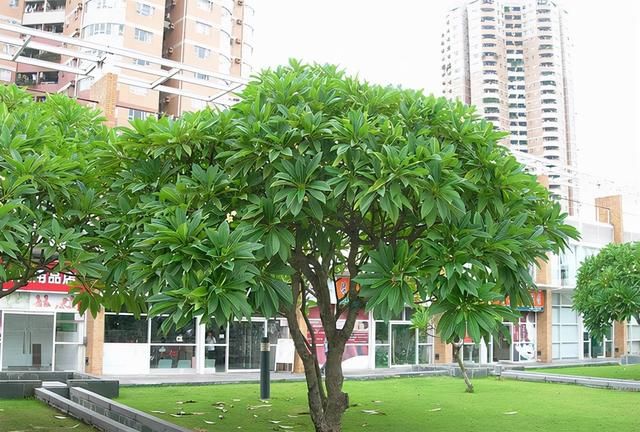 16种适合庭院种植的小乔木，赏花闻香两不误