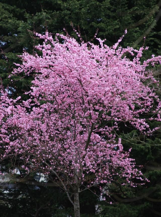 16种适合庭院种植的小乔木，赏花闻香两不误