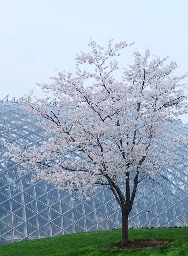 16种适合庭院种植的小乔木，赏花闻香两不误